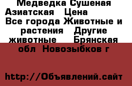 Медведка Сушеная Азиатская › Цена ­ 1 400 - Все города Животные и растения » Другие животные   . Брянская обл.,Новозыбков г.